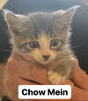 adoptable Cat in , NJ named Chow Mein