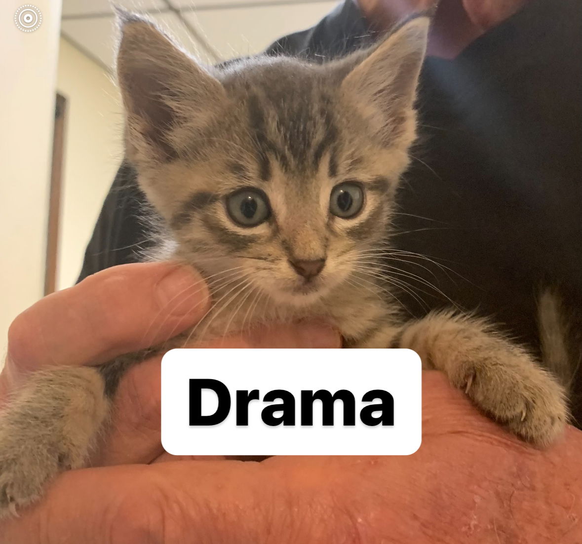 adoptable Cat in Asbury Park, NJ named Drama