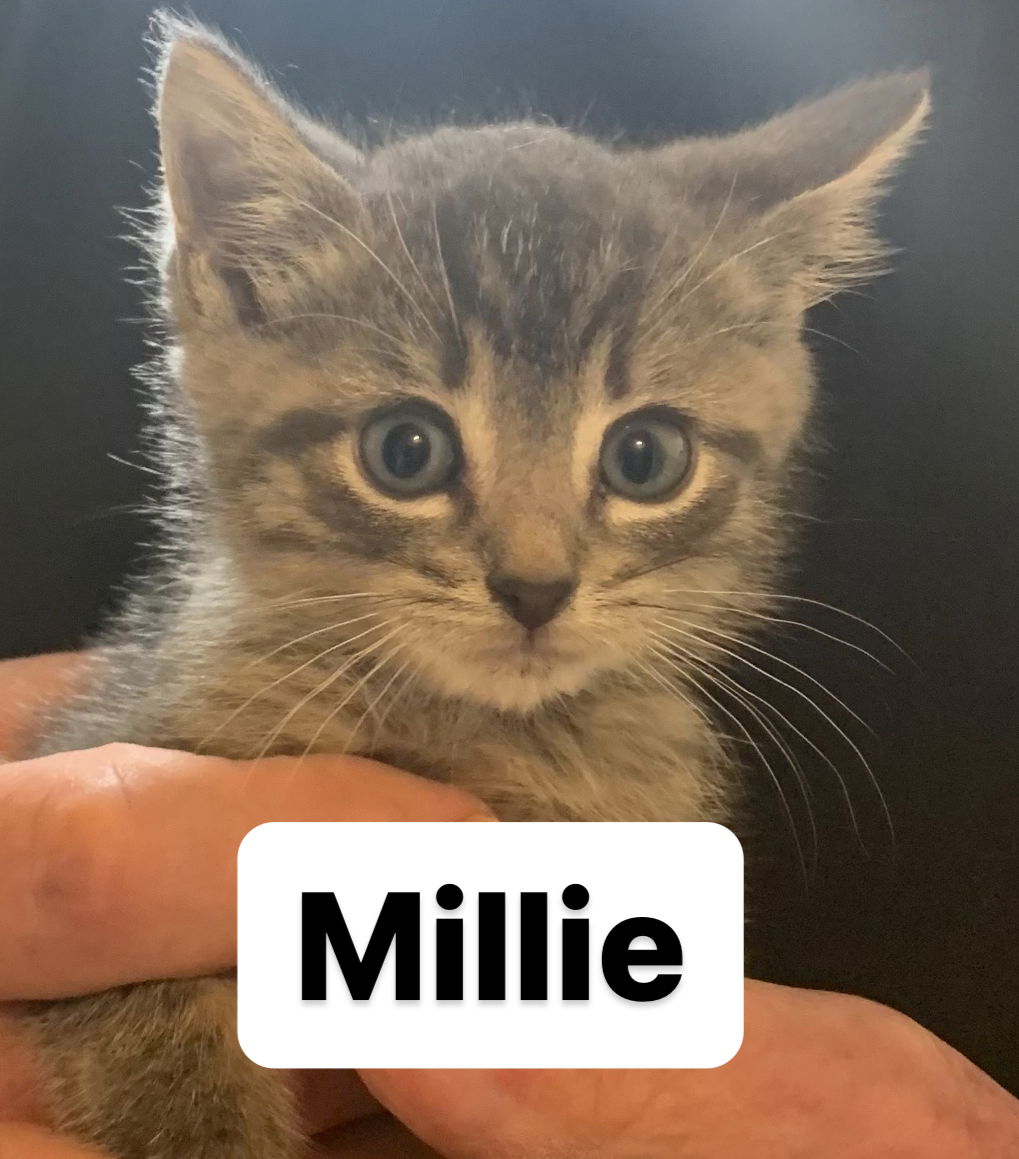 adoptable Cat in Asbury Park, NJ named Millie