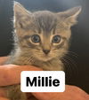 adoptable Cat in , NJ named Millie