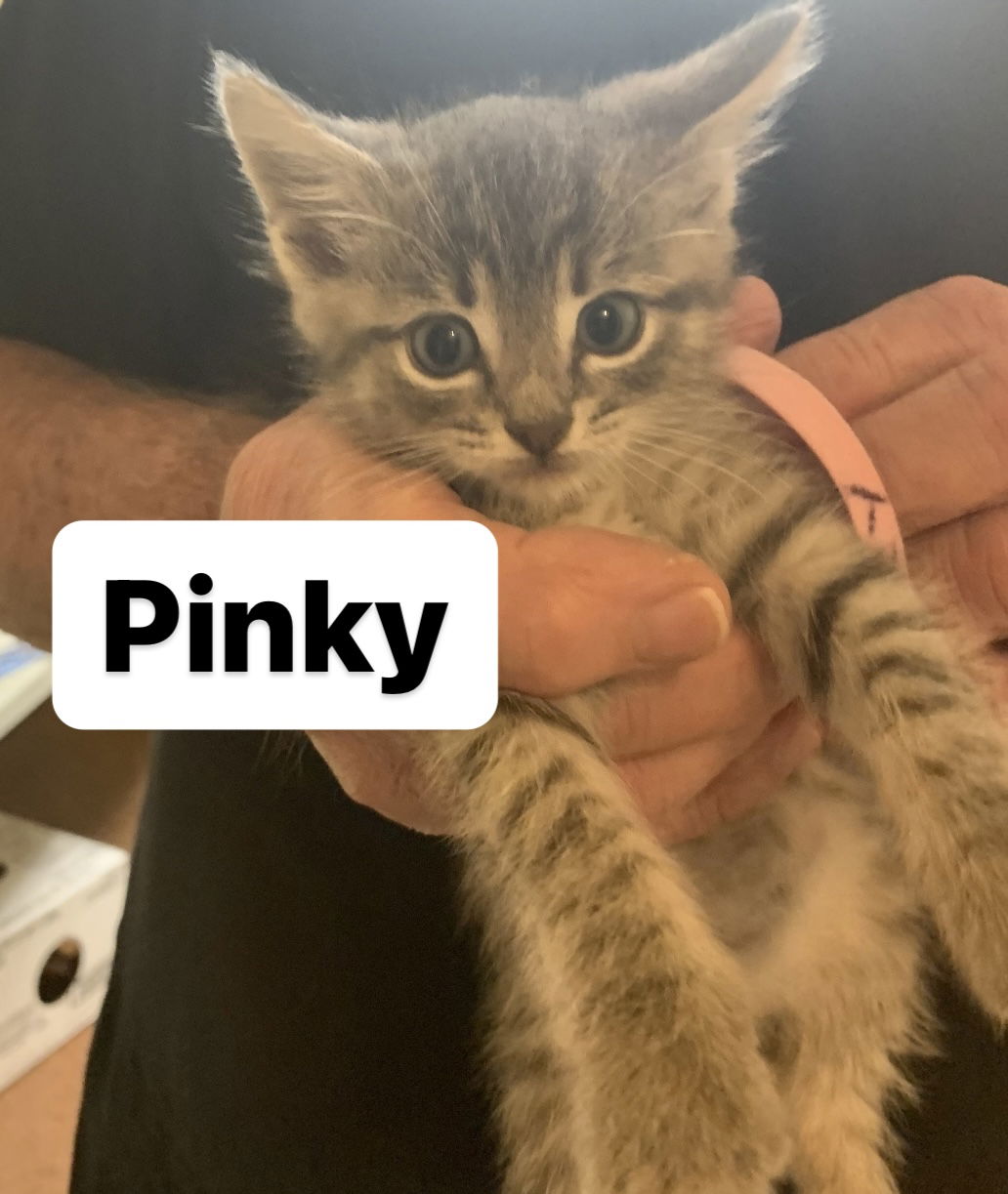 adoptable Cat in Asbury Park, NJ named Pinky