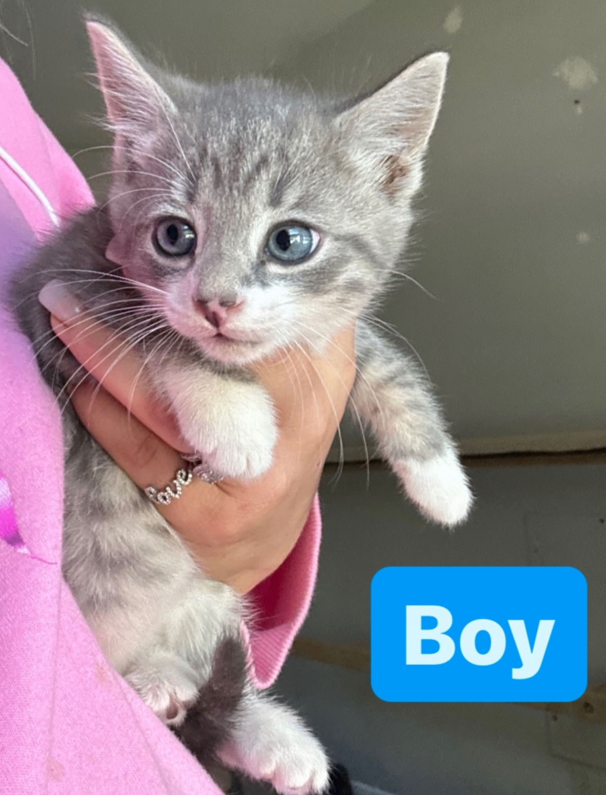 adoptable Cat in Asbury Park, NJ named Greyson