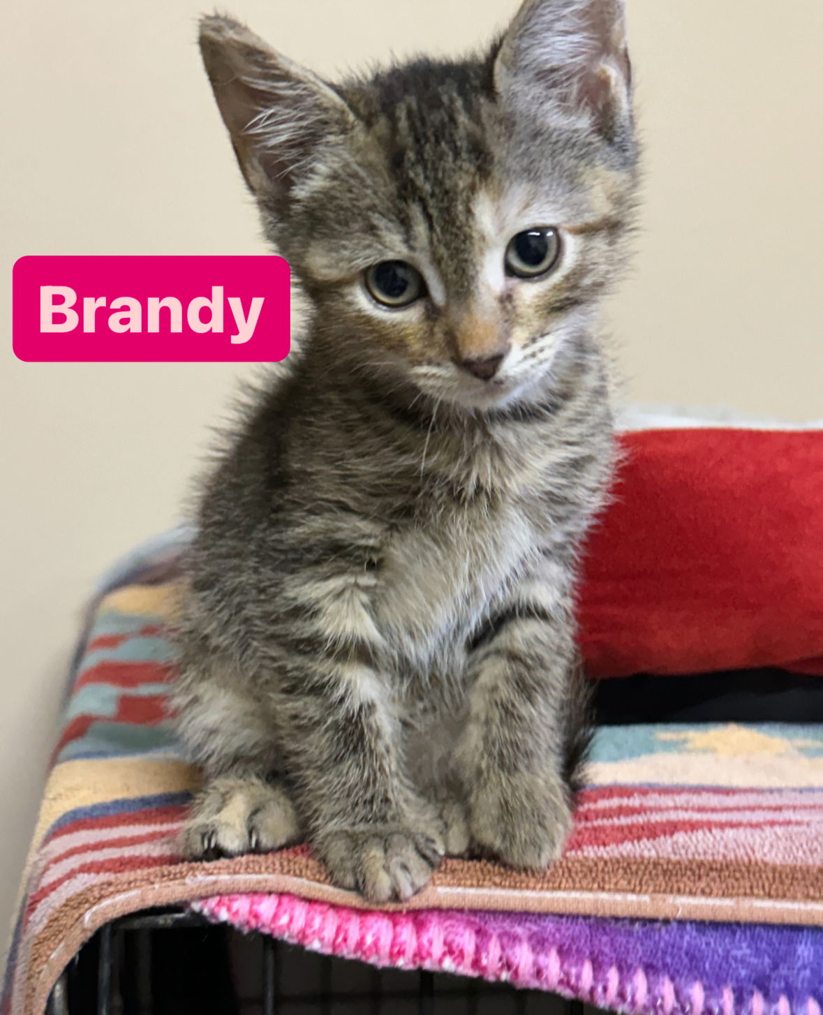 adoptable Cat in Asbury Park, NJ named Brandy