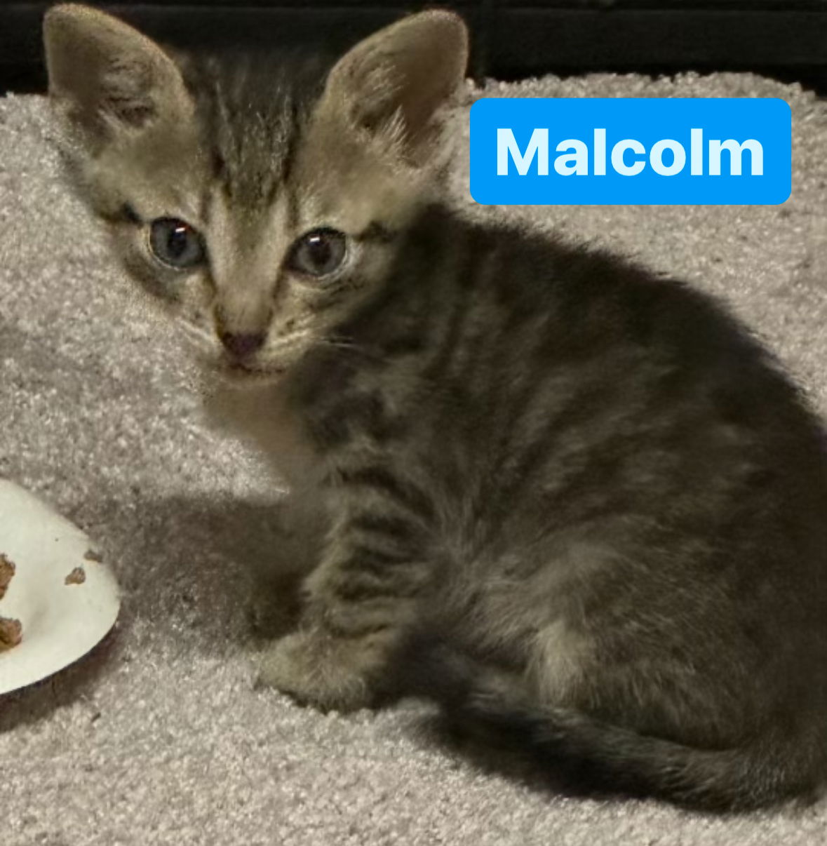 adoptable Cat in Asbury Park, NJ named Malcolm