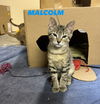 Malcolm