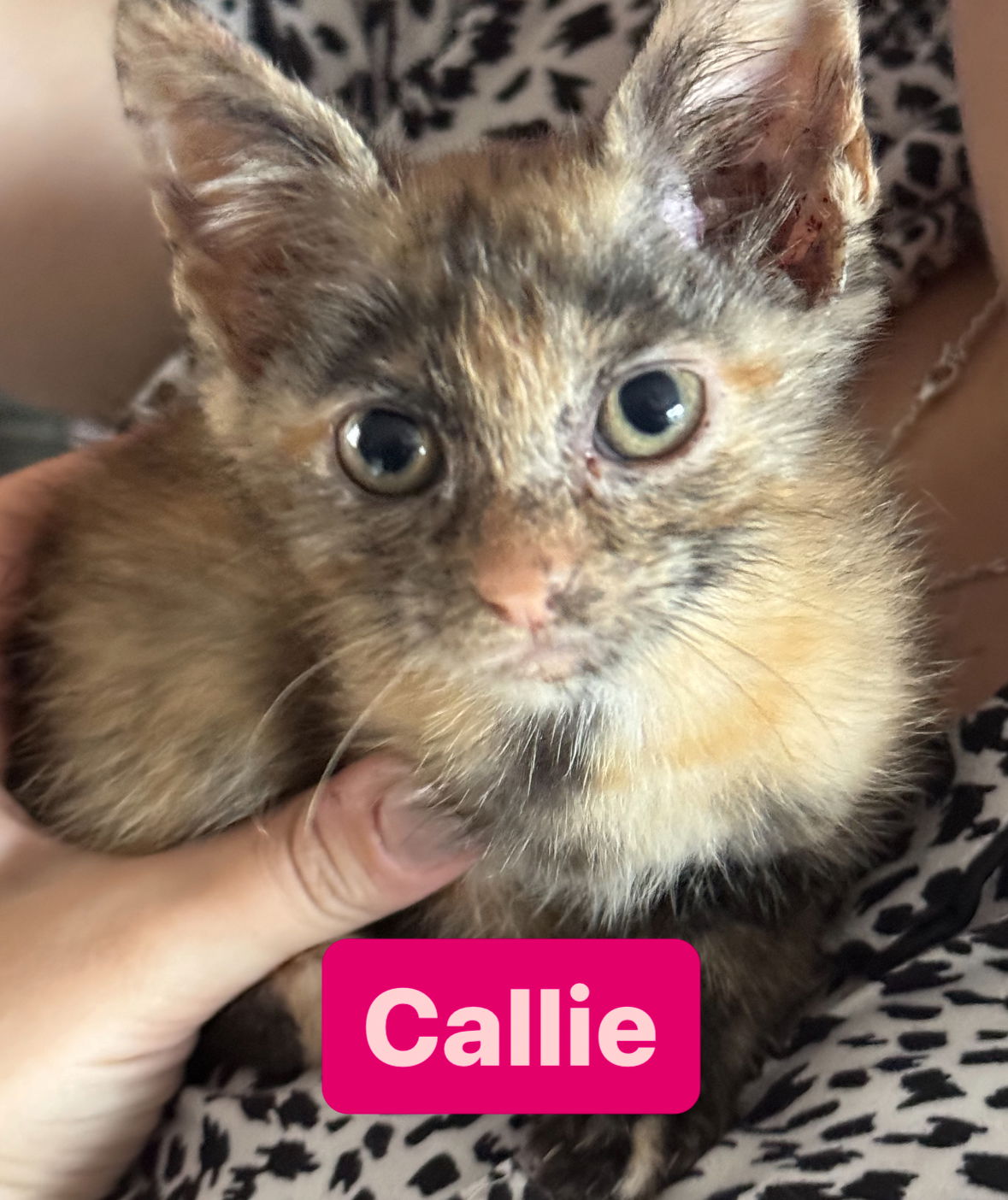 adoptable Cat in Asbury Park, NJ named Callie