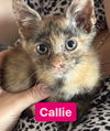 adoptable Cat in , NJ named Callie