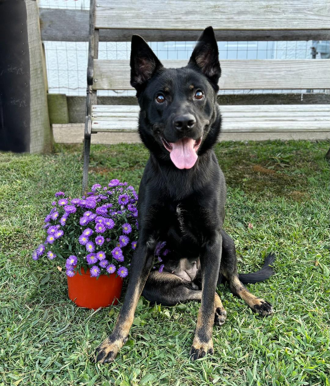 adoptable Dog in Spring Lake, NJ named Cleo