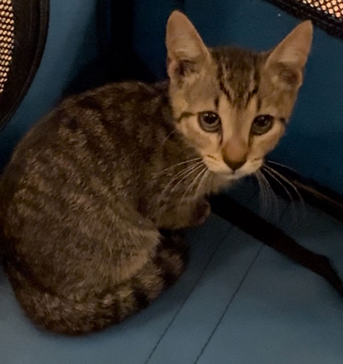 adoptable Cat in Asbury Park, NJ named Buster