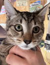 adoptable Cat in , NJ named Buster