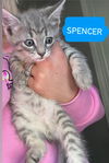 Spencer