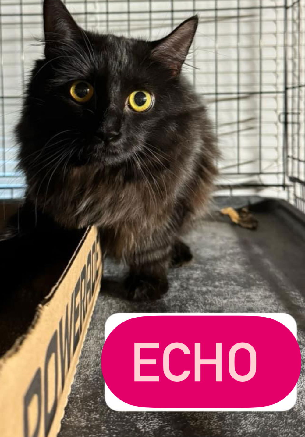 adoptable Cat in Asbury Park, NJ named Echo