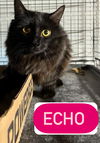 adoptable Cat in  named Echo