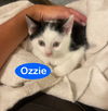 Ozzie