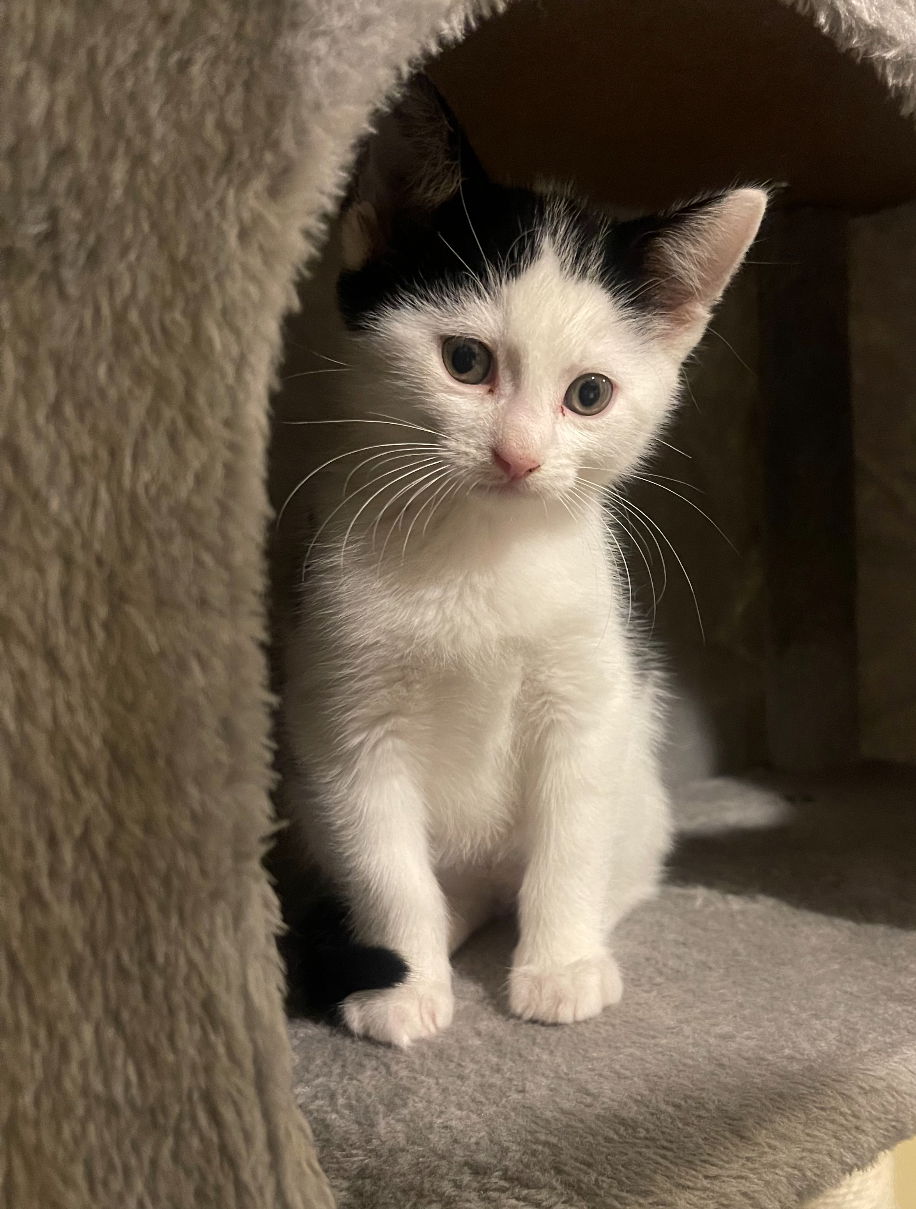 adoptable Cat in Asbury Park, NJ named Ozzie