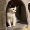Ozzie