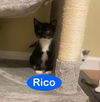 Rico