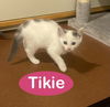 Tikie