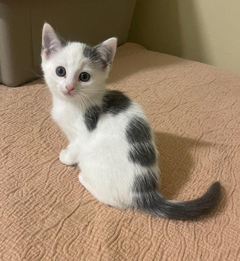 adoptable Cat in Asbury Park, NJ named Tikie