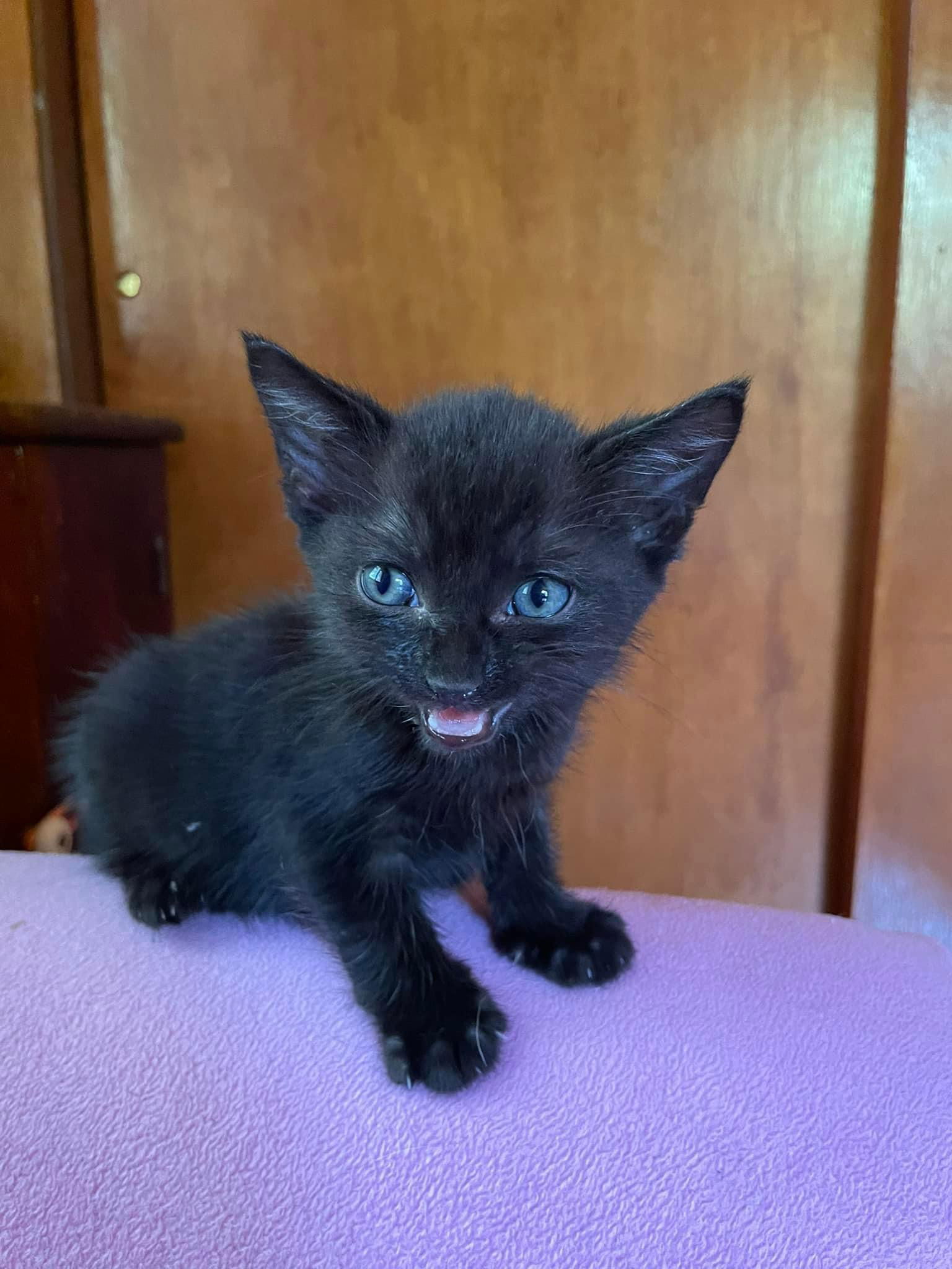 adoptable Cat in Asbury Park, NJ named Beetlejuice