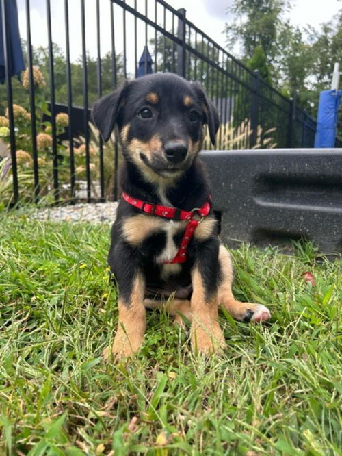 Houligan --Puppy 2