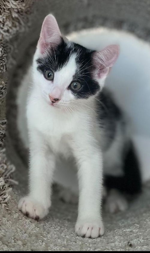 Frankie