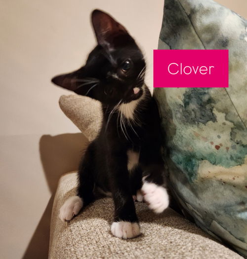 Clover