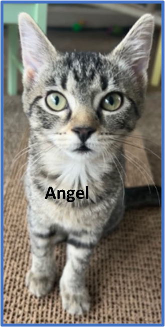 Angel