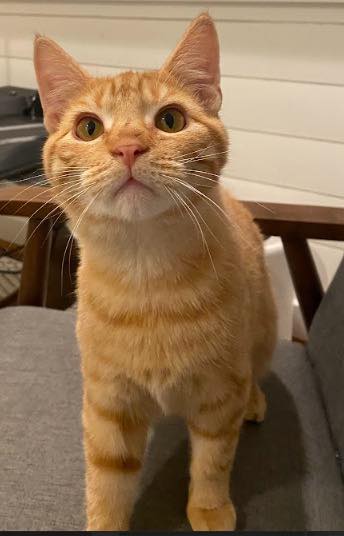 Ginger Tea