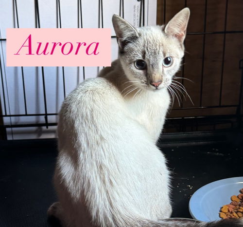 Aurora