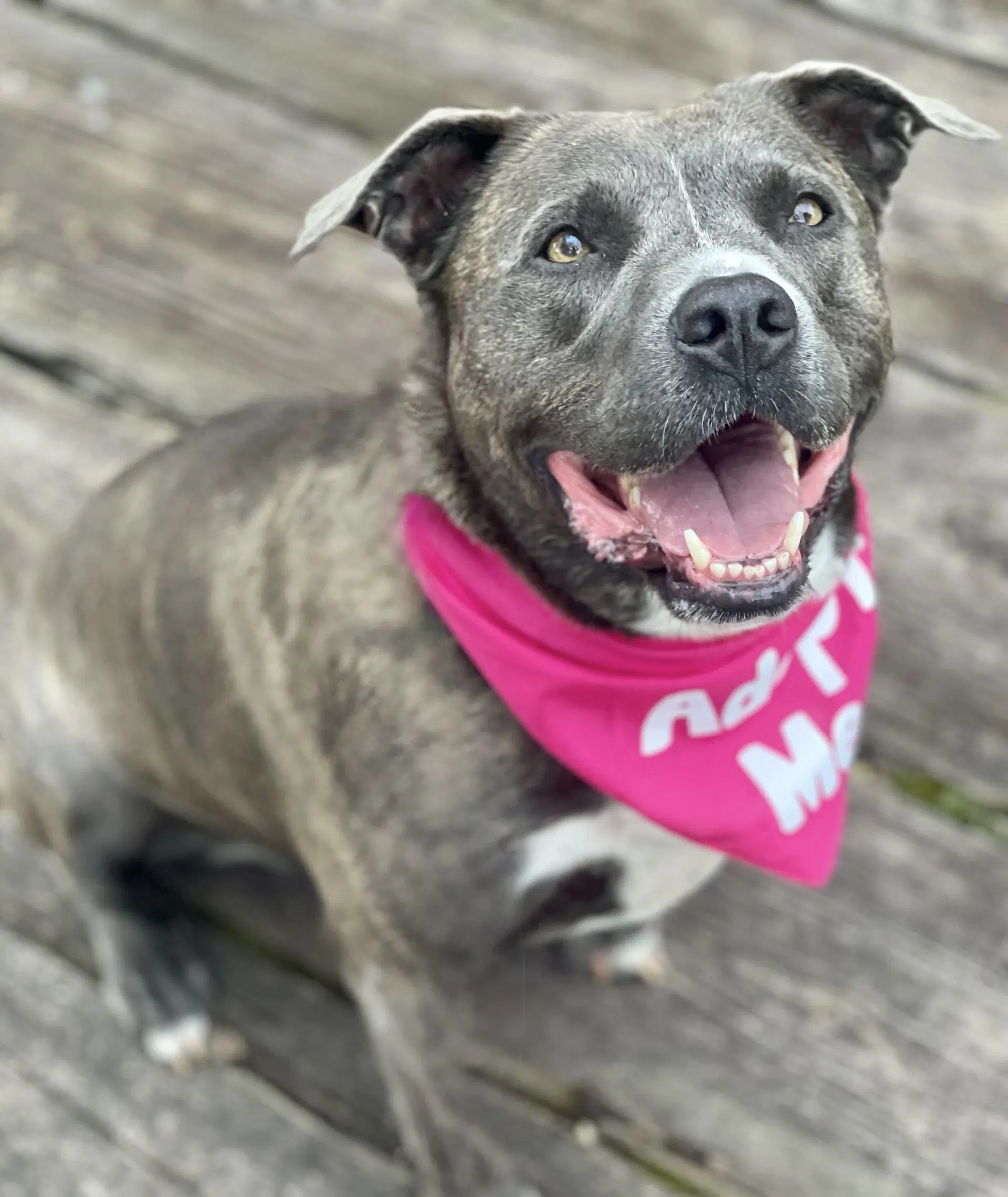 Jasmine - Terrier