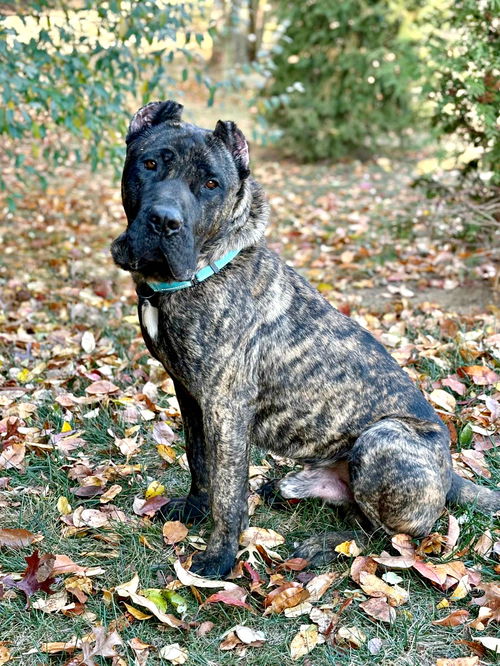 Diego