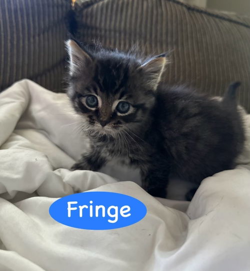 Fringe