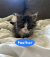 Feather
