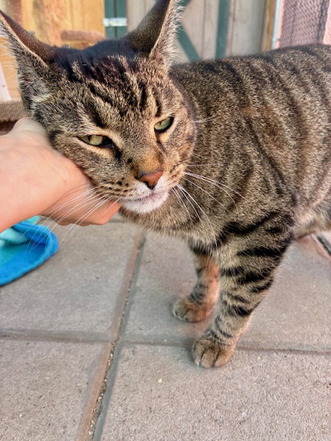 KING - Tiger available for adoption