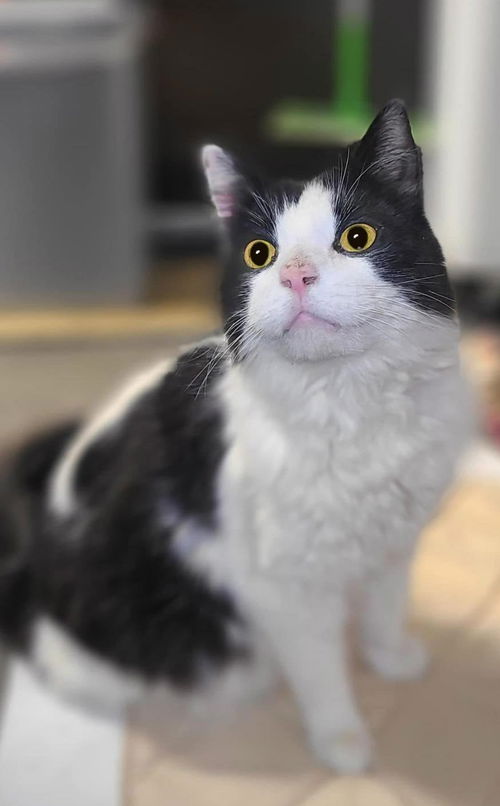 Kylo