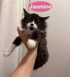 Jasmine