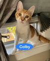 Colby