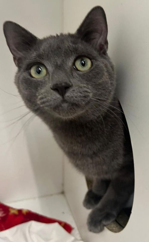 picture of the cat needing adoption