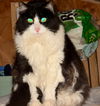 Oreo the adult