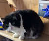 Oreo the adult