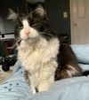 Oreo the adult