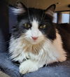 Oreo the adult