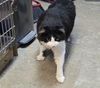 Oreo the adult