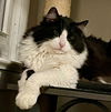 Oreo the adult