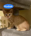 Kodiak