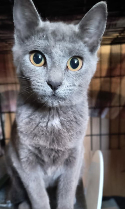 Ember