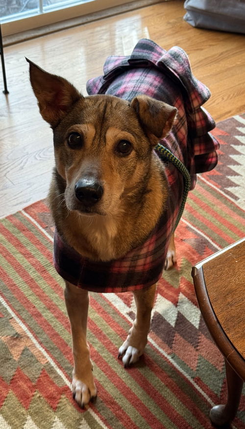 Roo