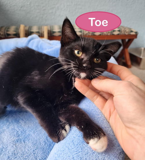 Toe