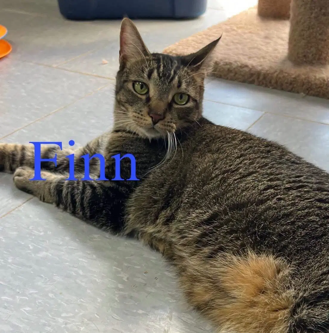 Finn - Domestic Short Hair